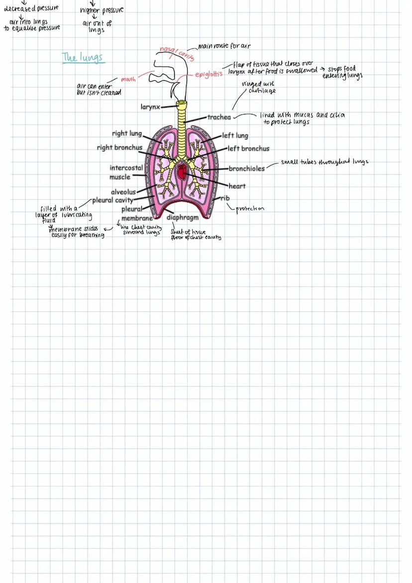 Insects
Spiracles- like stomata
along thorax and abdomen.
Sentry/exit of gases
→ can open and close.
Trachae
largest tubes → air into body
S