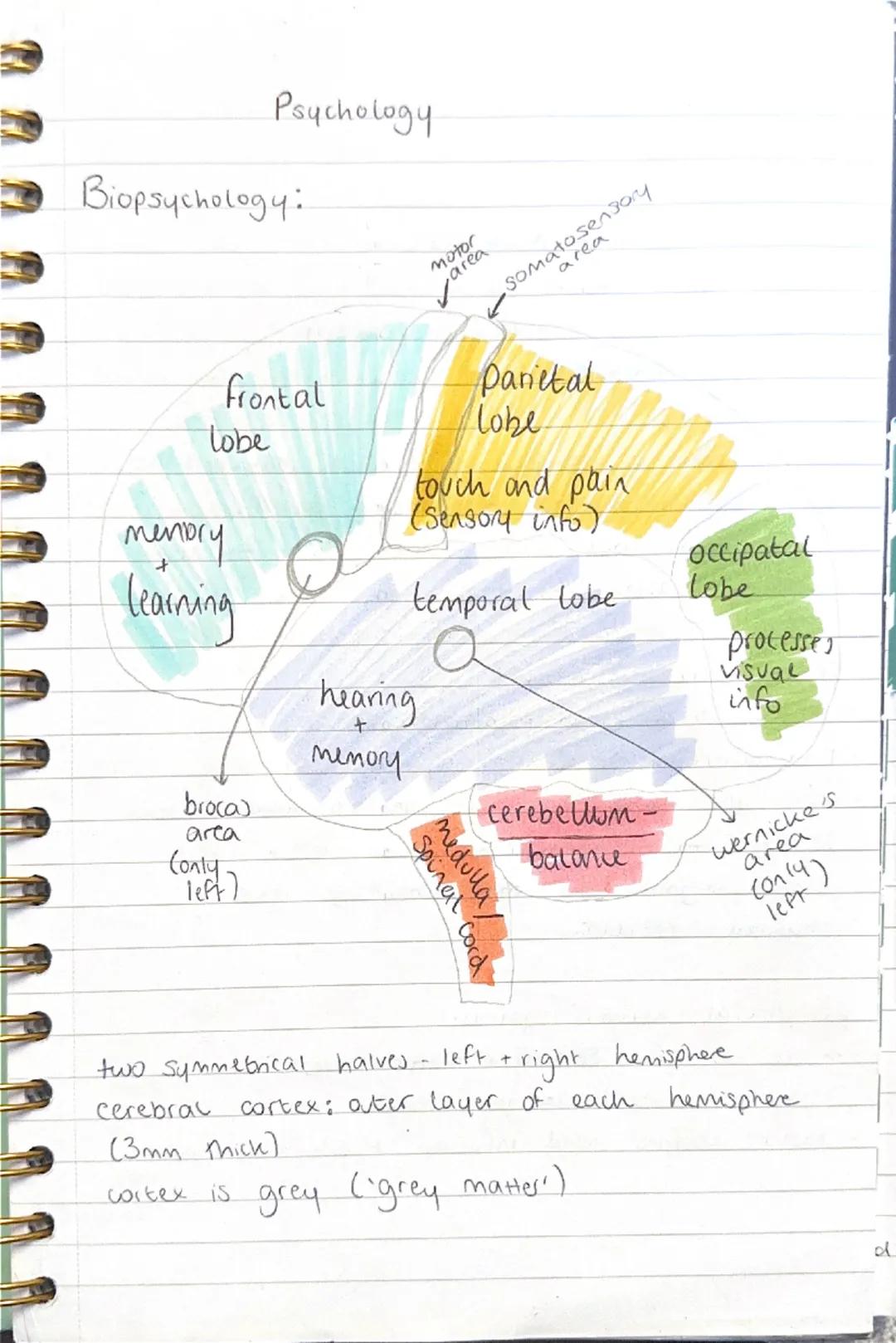 a-level aqa psychology- biopsychology