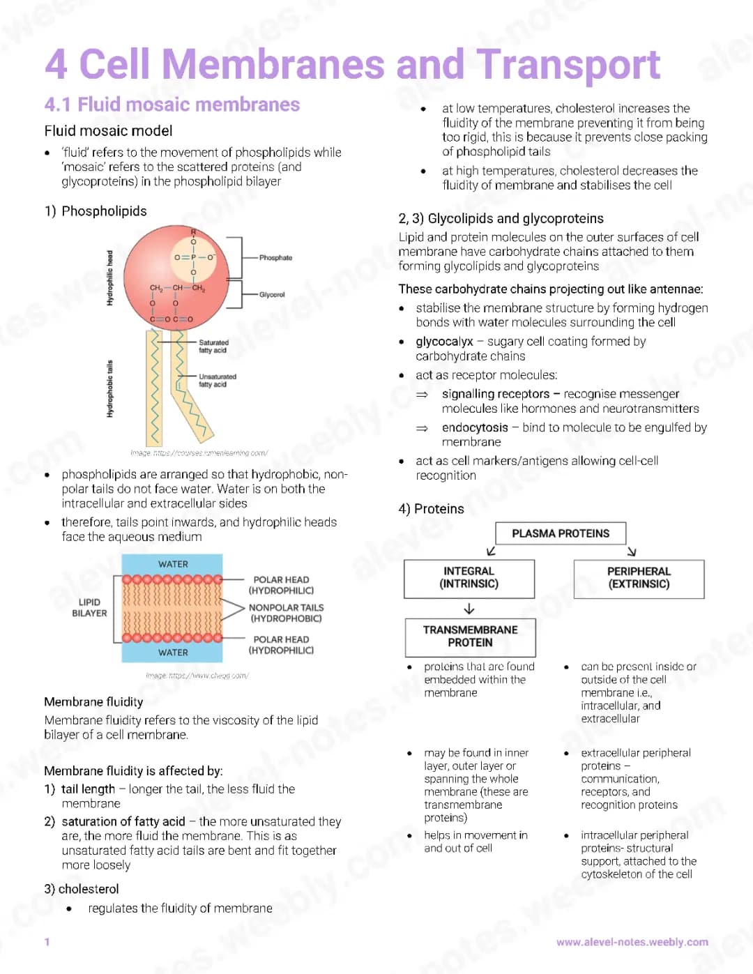 Easy Guide to the Fluid Mosaic Model and Cell Membrane