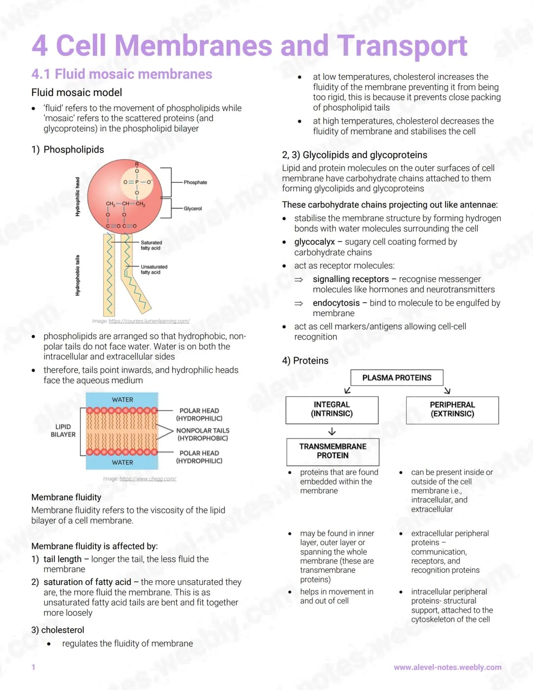 4 Cell Membranes and Transport
4.1 Fluid mosaic membranes
Fluid mosaic model
• 'fluid' refers to the movement of phospholipids while
'mosaic