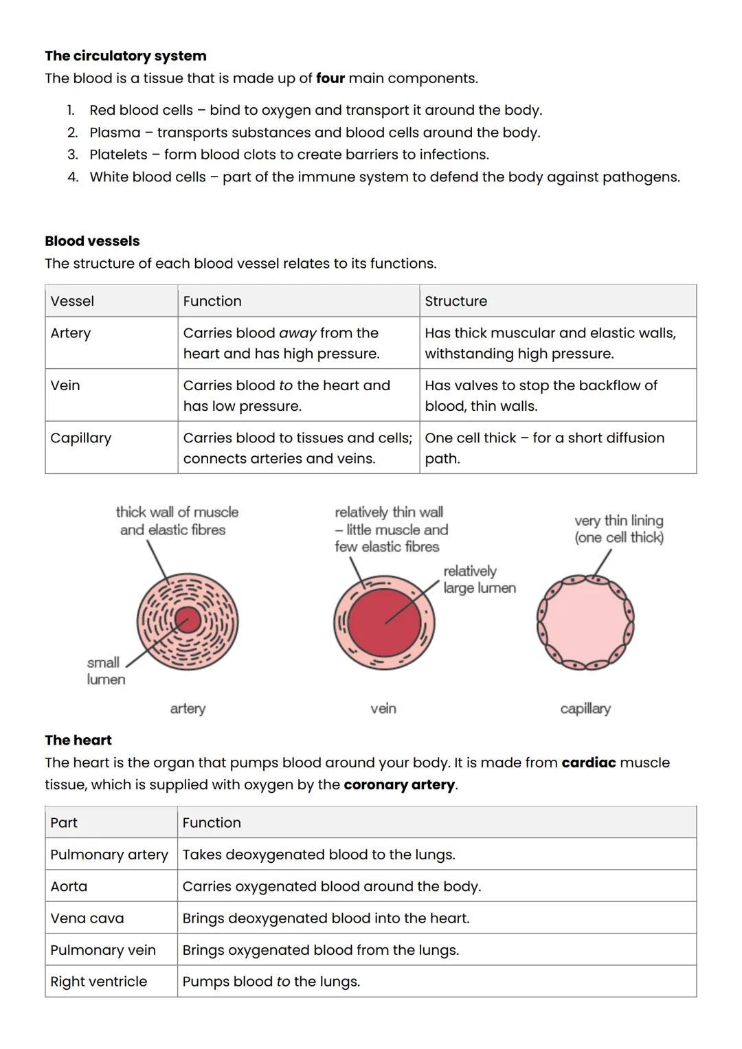AQA Combined Science (Trilogy) - Higher
B4: Organisation in animals
Levels of organisation
There are 5 levels of organisation in living orga
