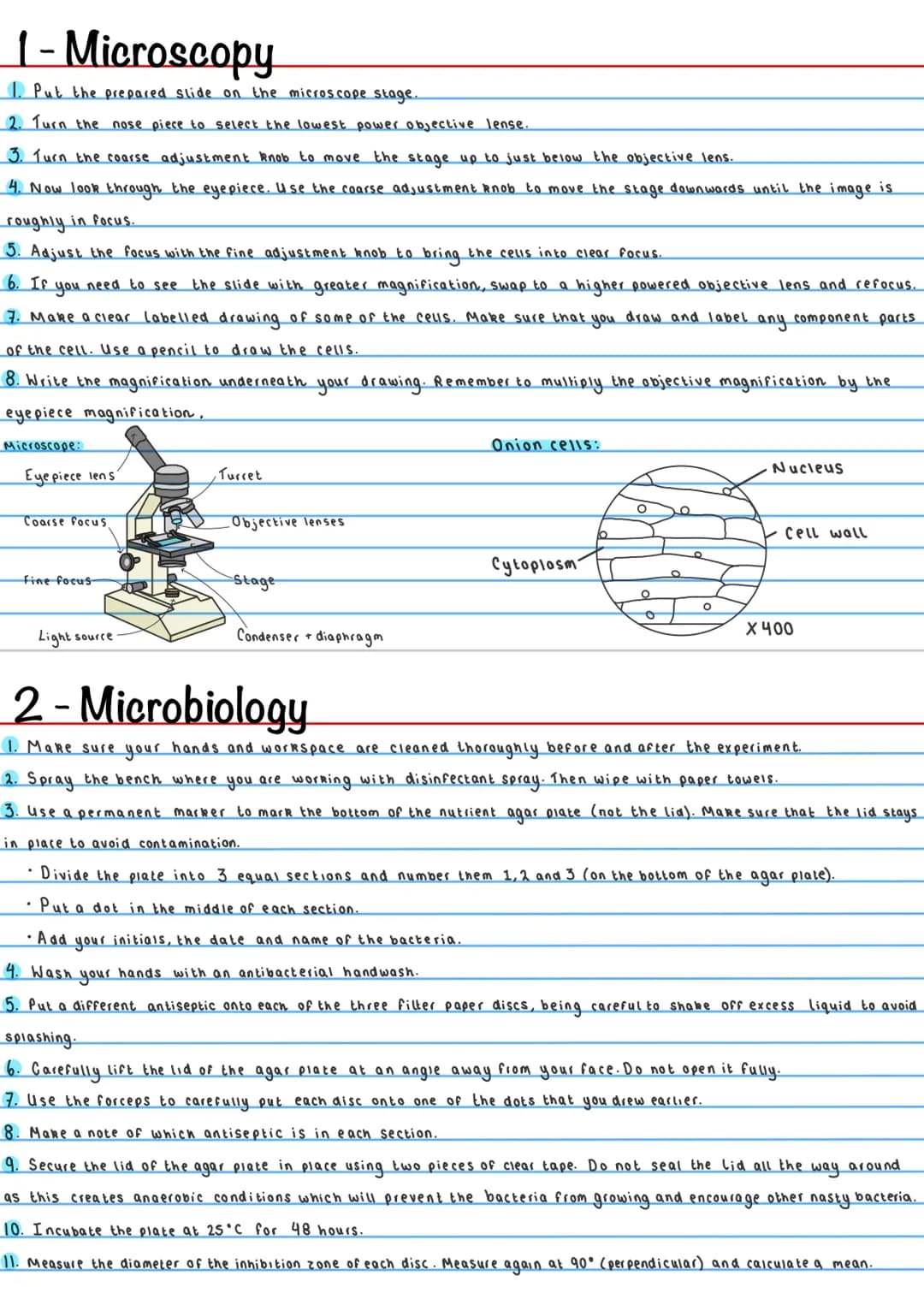 1- Microscopy
1. Put the prepared slide on the microscope stage.
2. Turn the nose piece to select the lowest power objective lense.
3. Turn 