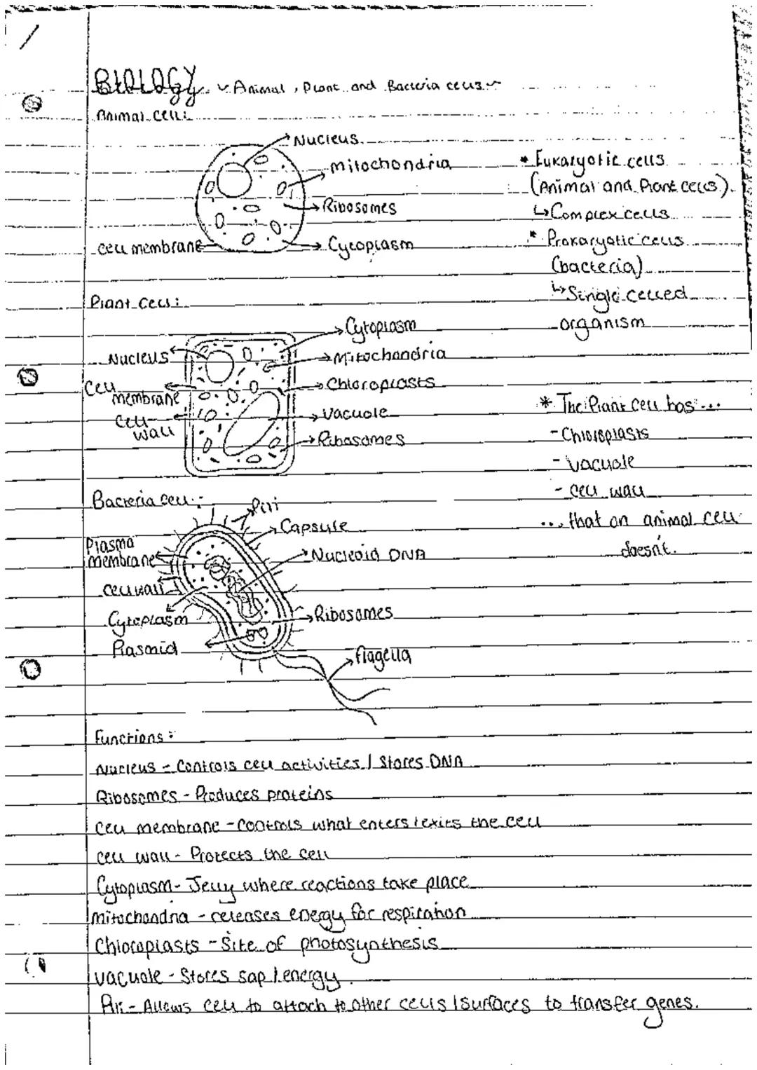 cell structure and functions 