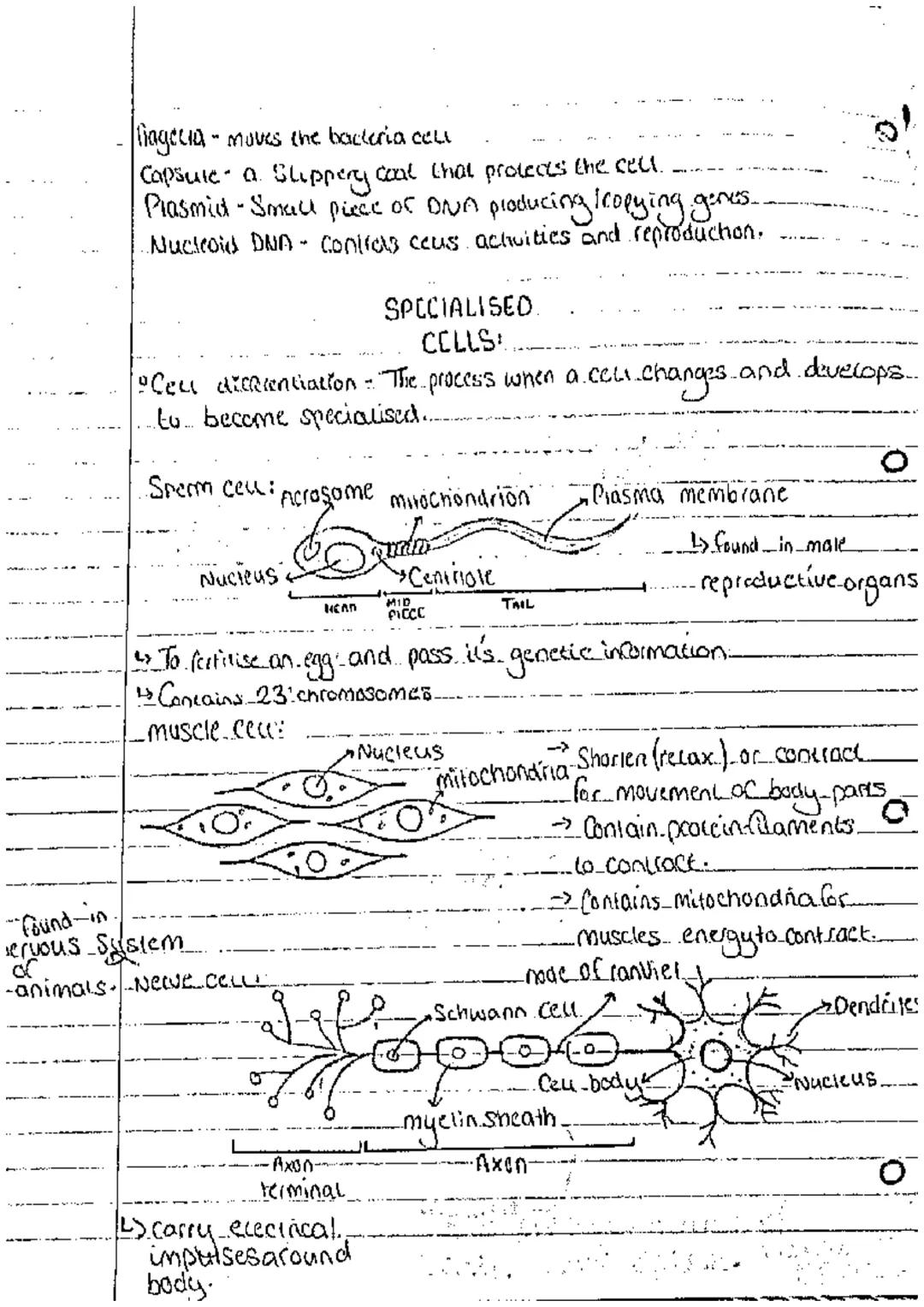 F3
BIOLOGY.
Bhimal. CelLL
_ceu membrane-
Plant Cels:.
Nucleus.
iceu.
membrane
fett-
wall
Bacteria seu
Plasma
membranes
cecwall
-Cykeplason
R