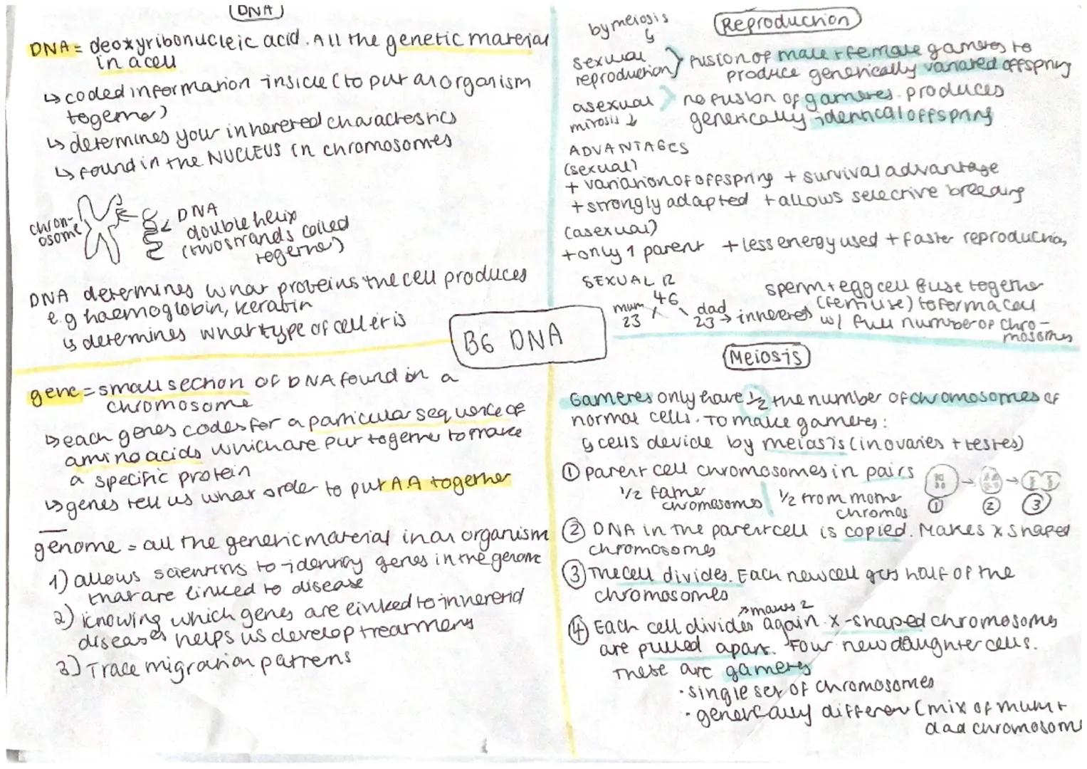 (DNA)
DNA-deoxyribonucleic acid. All the genetic marejas
in acel
↳ coded information insidle (to put an organism
tegeme)
↳determines your in