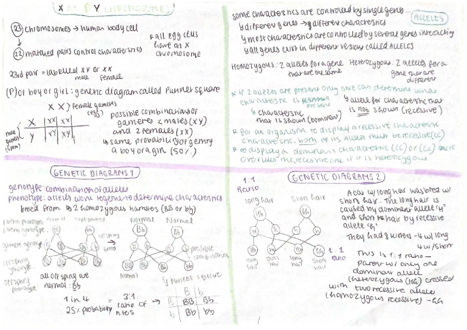 (DNA)
DNA-deoxyribonucleic acid. All the genetic marejas
in acel
↳ coded information insidle (to put an organism
tegeme)
↳determines your in