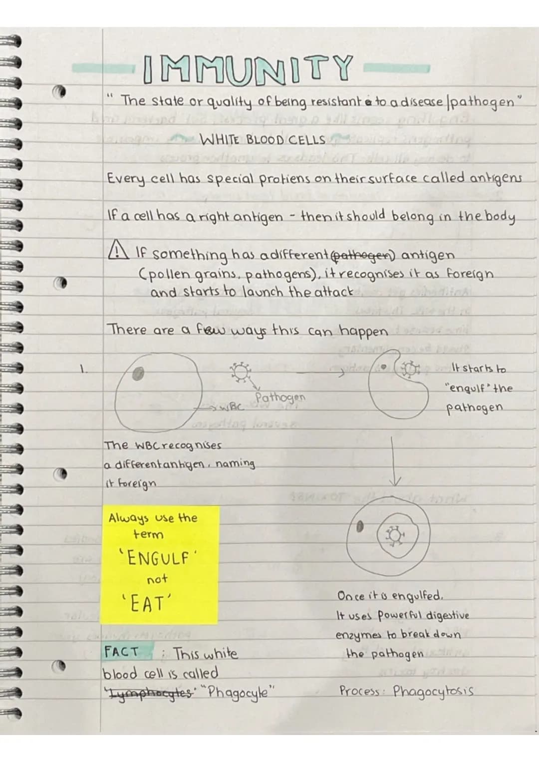 "1
IMMUNITY
The state or quality of being resistant a to a disease /pathogen"
WHITE BLOOD CELLS
Every cell has special protiens on their sur