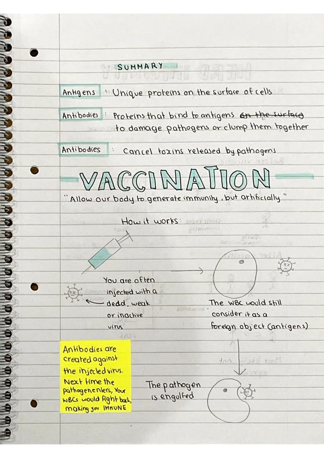 "1
IMMUNITY
The state or quality of being resistant a to a disease /pathogen"
WHITE BLOOD CELLS
Every cell has special protiens on their sur