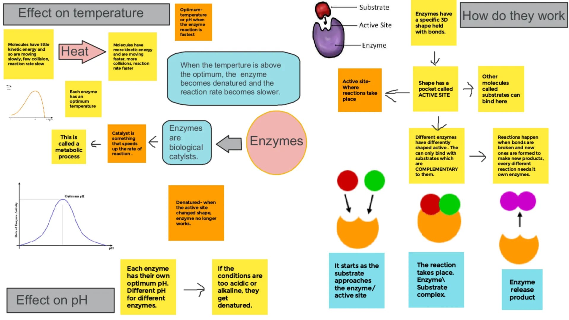 Carbohydrates
Made up of
Carbon,
Hydrogen and
Oxygen
НО
OO
CH₂OH
O
OH
OH
monosaccharide (glucose)
CH₂OH
OH
OH
H
HO
OH
polysaccharide (amylos