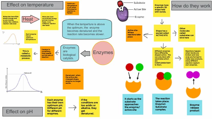 Carbohydrates
Made up of
Carbon,
Hydrogen and
Oxygen
НО
OO
CH₂OH
O
OH
OH
monosaccharide (glucose)
CH₂OH
OH
OH
H
HO
OH
polysaccharide (amylos