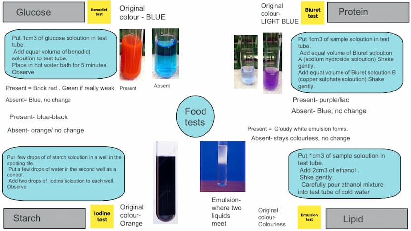 Carbohydrates
Made up of
Carbon,
Hydrogen and
Oxygen
НО
OO
CH₂OH
O
OH
OH
monosaccharide (glucose)
CH₂OH
OH
OH
H
HO
OH
polysaccharide (amylos