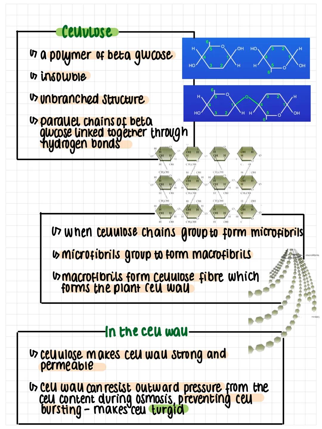POLYSACCHARIDES
biological molecules
Polysaccharides are carbohydrates which consist of many
molecules bonded together
Starch
> energy store