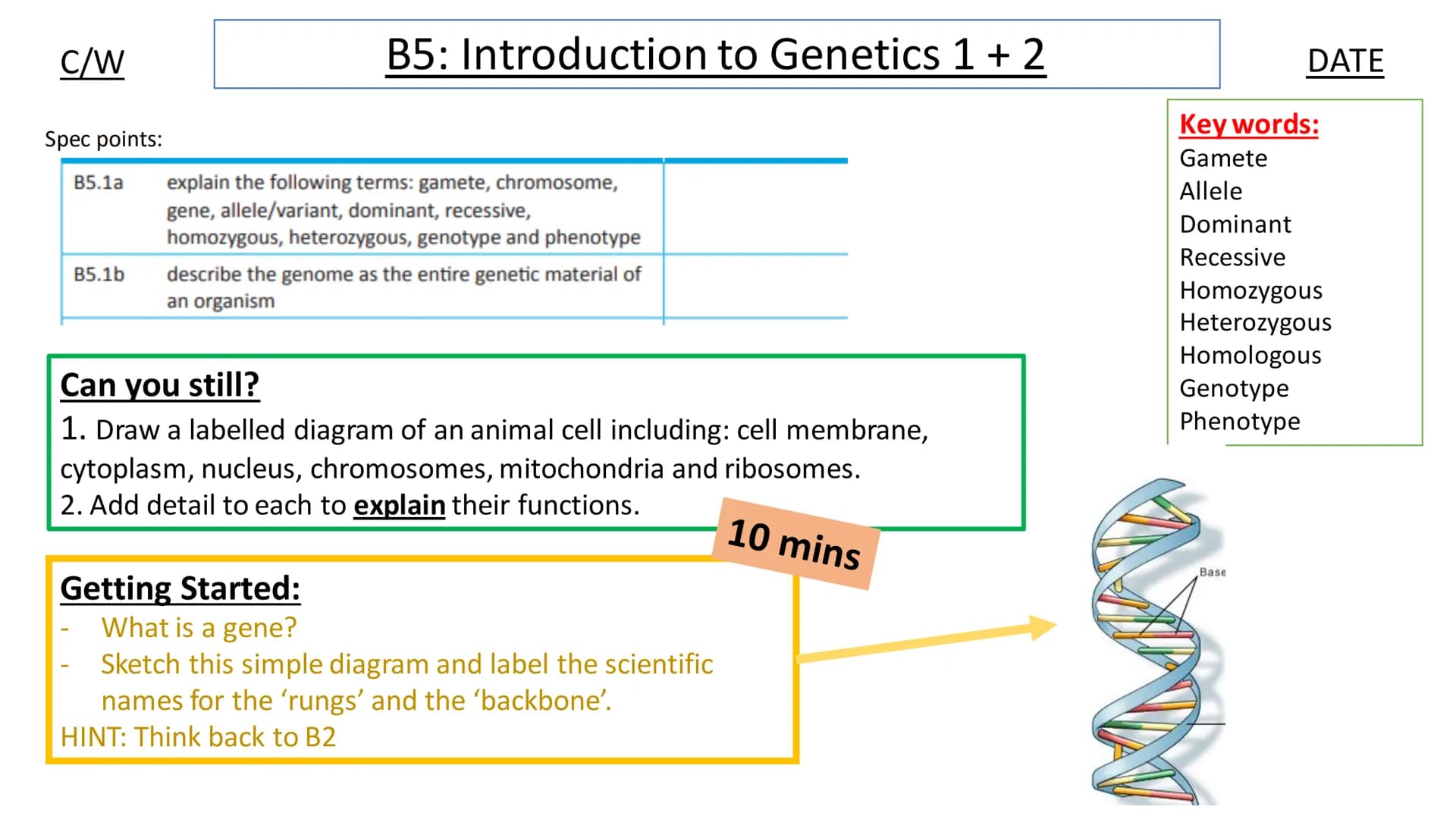 C/W
Spec points:
B5.1a
B5.1b
B5: Introduction to Genetics 1 + 2
explain the following terms: gamete, chromosome,
gene, allele/variant, domin