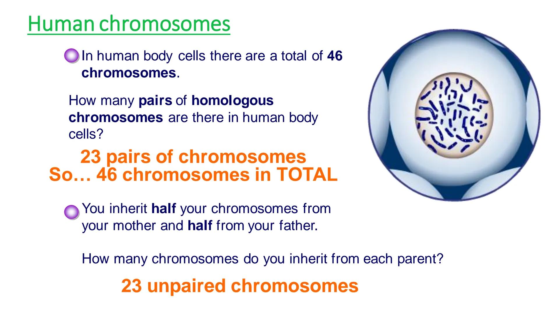 C/W
Spec points:
B5.1a
B5.1b
B5: Introduction to Genetics 1 + 2
explain the following terms: gamete, chromosome,
gene, allele/variant, domin