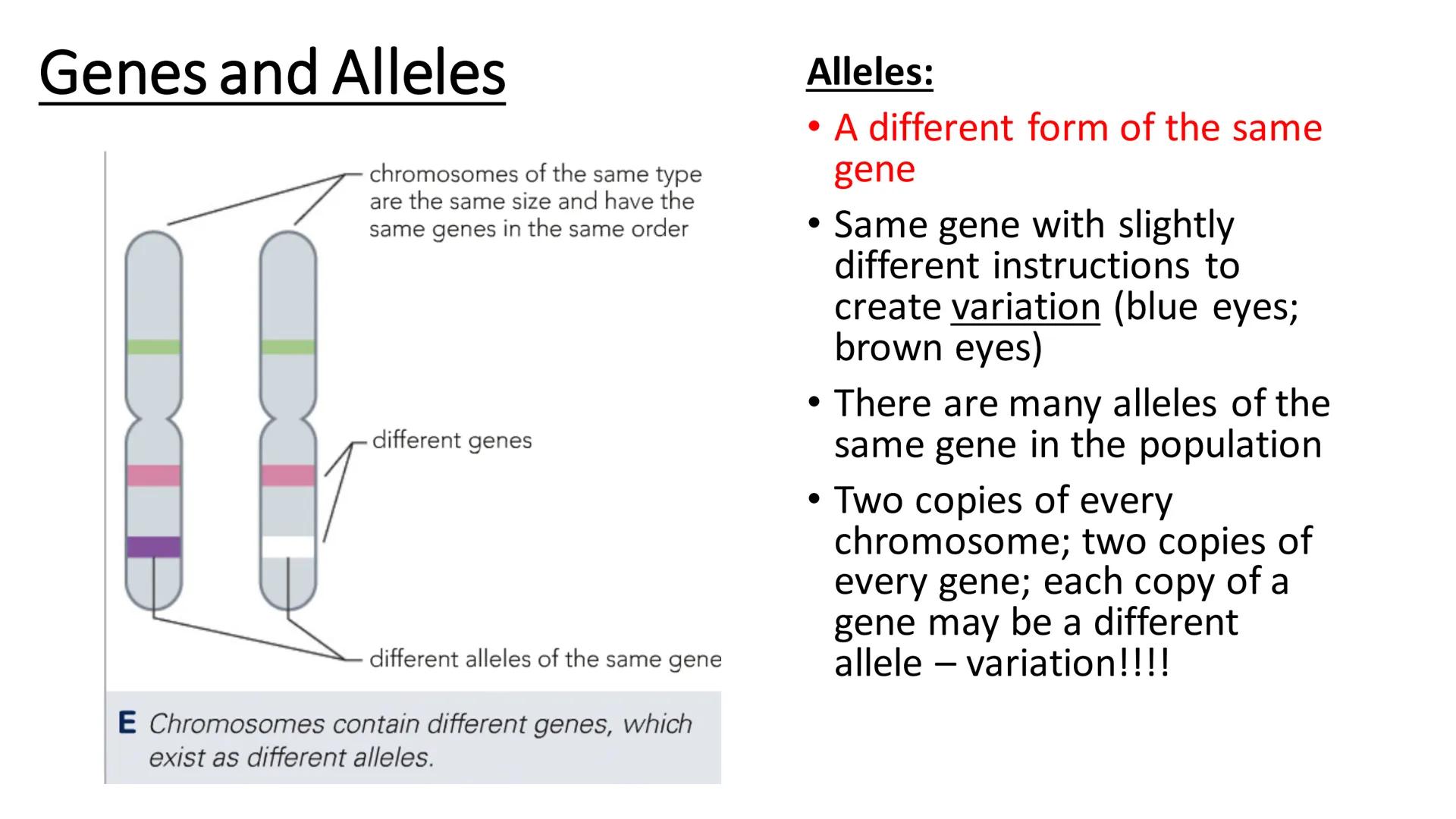 C/W
Spec points:
B5.1a
B5.1b
B5: Introduction to Genetics 1 + 2
explain the following terms: gamete, chromosome,
gene, allele/variant, domin