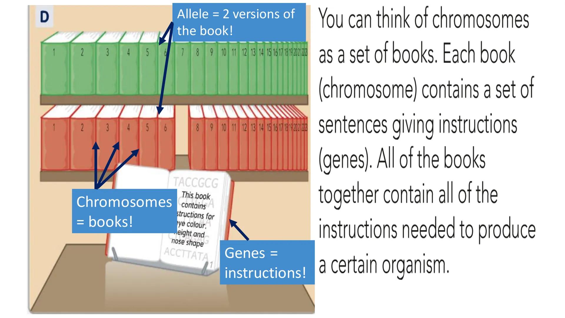 C/W
Spec points:
B5.1a
B5.1b
B5: Introduction to Genetics 1 + 2
explain the following terms: gamete, chromosome,
gene, allele/variant, domin