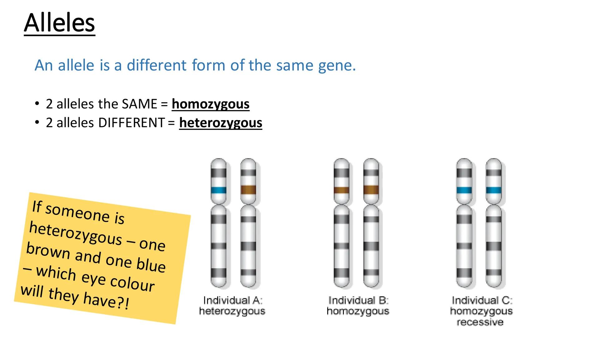 C/W
Spec points:
B5.1a
B5.1b
B5: Introduction to Genetics 1 + 2
explain the following terms: gamete, chromosome,
gene, allele/variant, domin