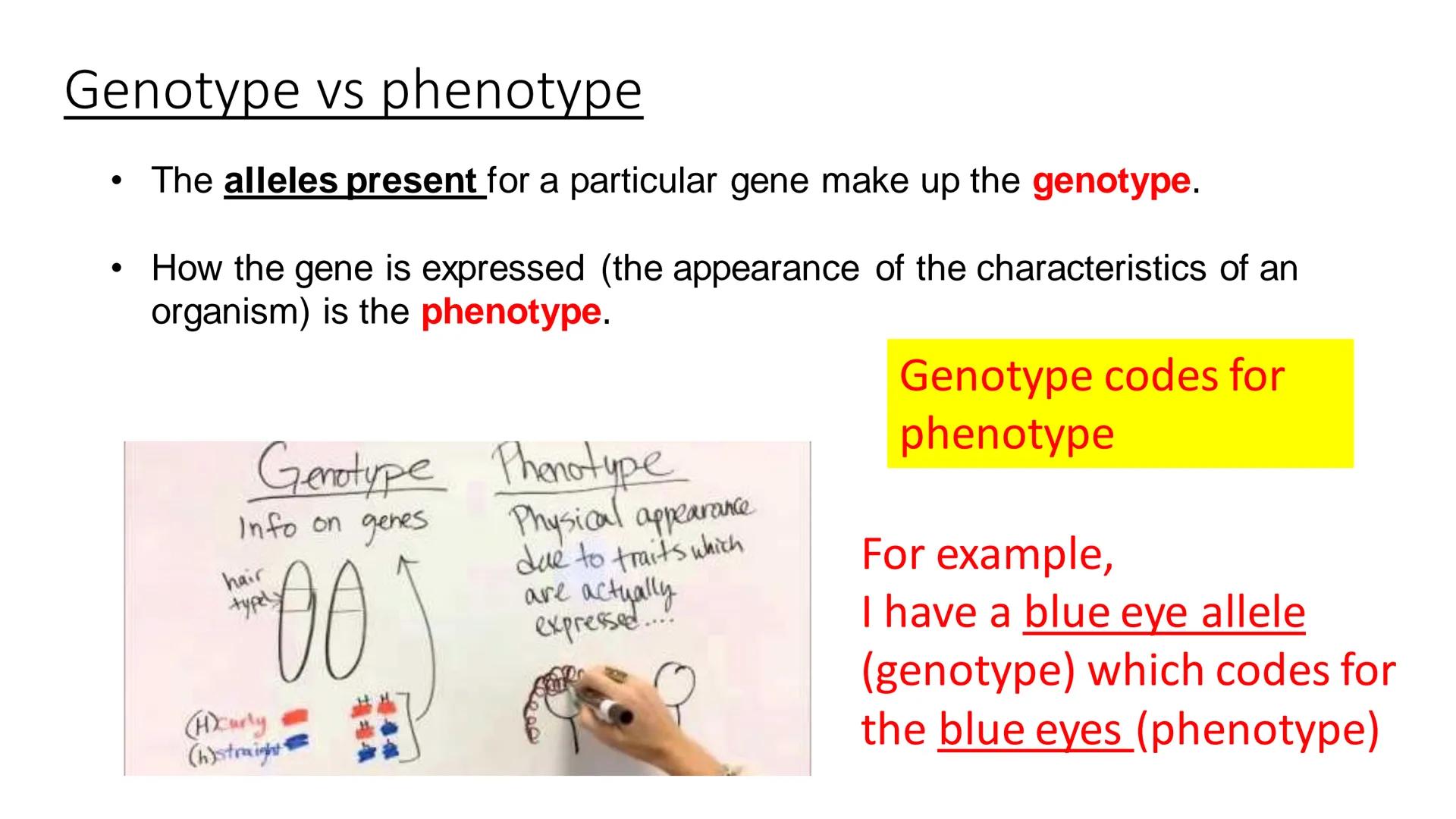 C/W
Spec points:
B5.1a
B5.1b
B5: Introduction to Genetics 1 + 2
explain the following terms: gamete, chromosome,
gene, allele/variant, domin