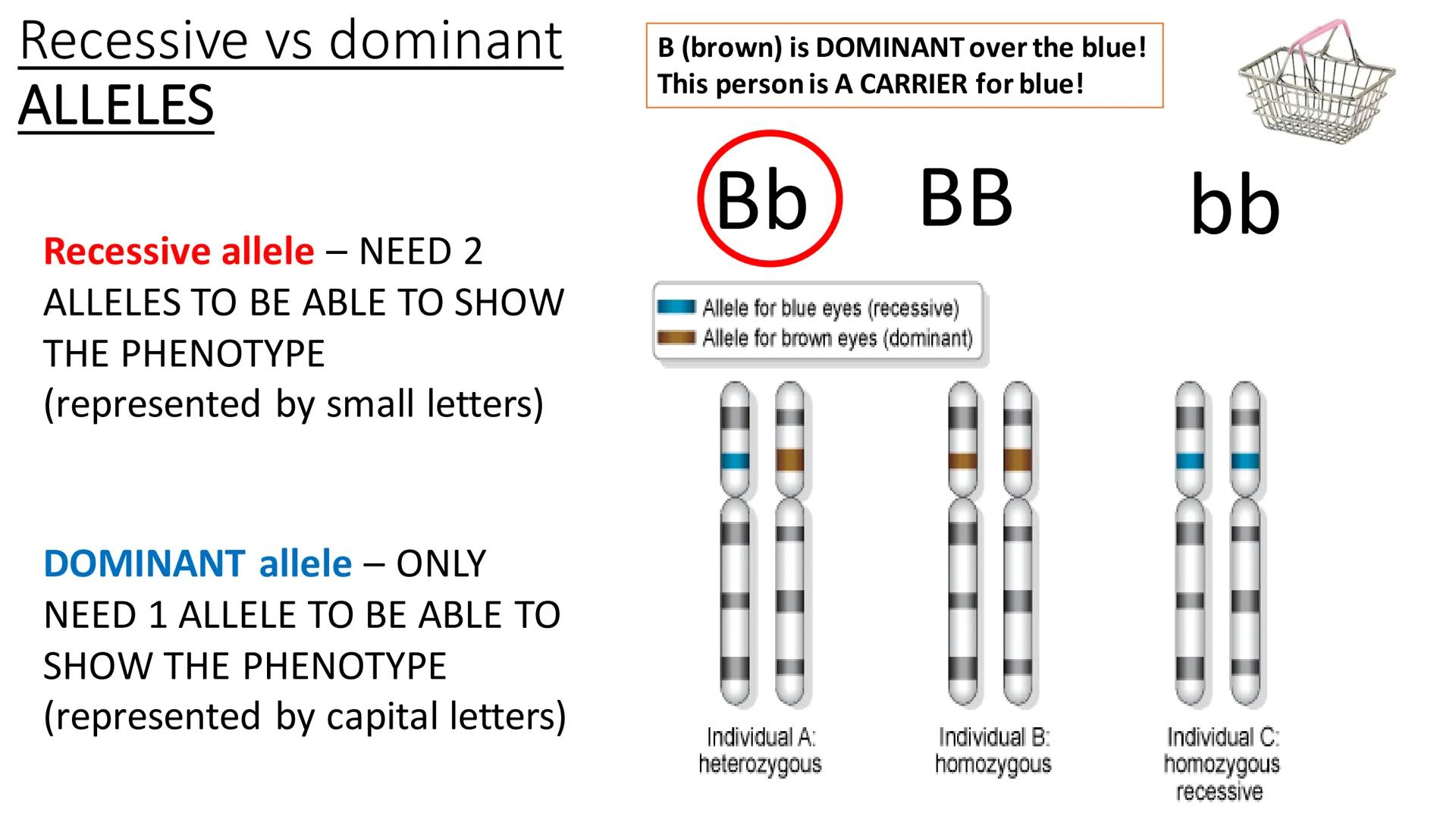 C/W
Spec points:
B5.1a
B5.1b
B5: Introduction to Genetics 1 + 2
explain the following terms: gamete, chromosome,
gene, allele/variant, domin