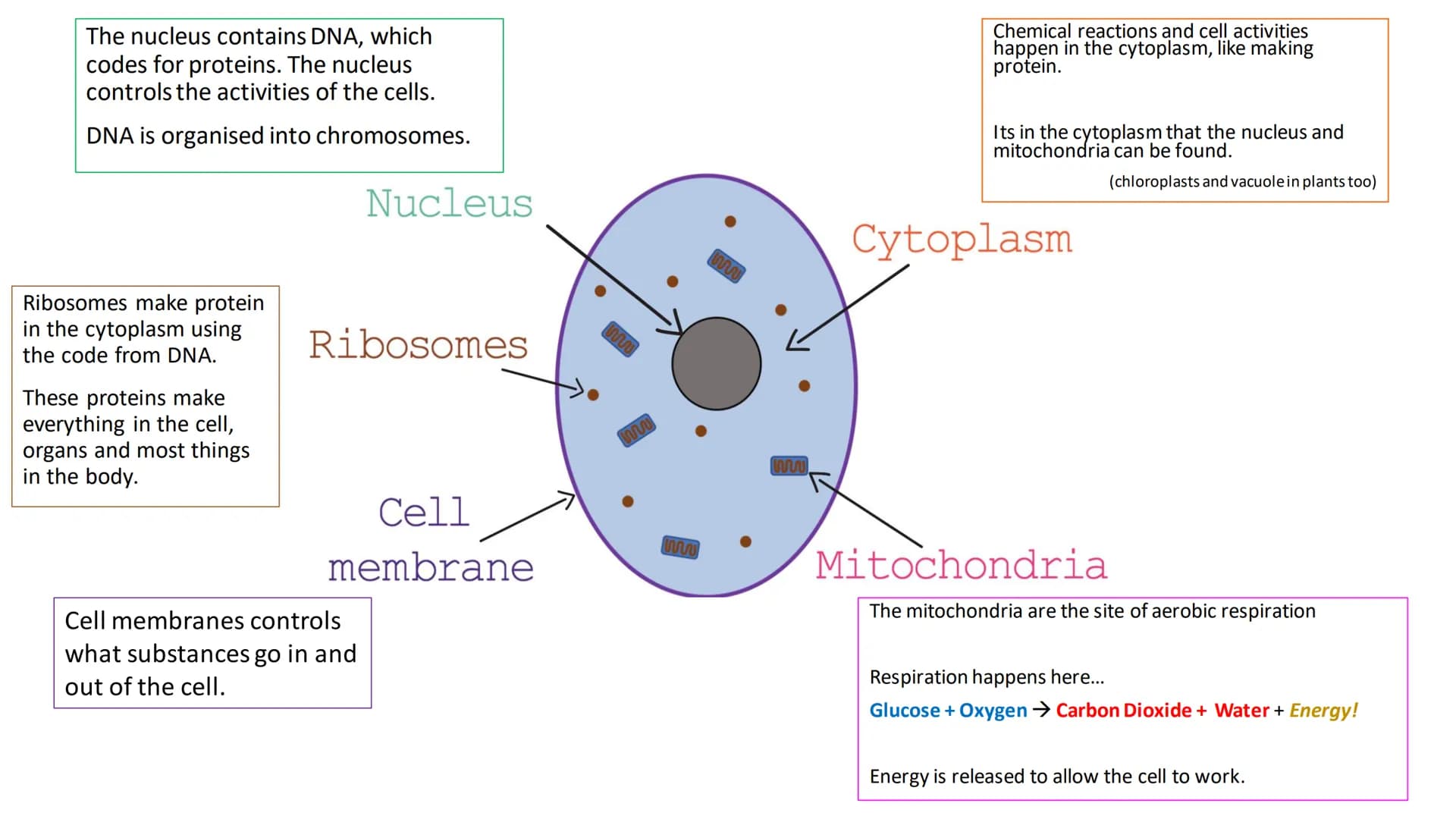 C/W
Spec points:
B5.1a
B5.1b
B5: Introduction to Genetics 1 + 2
explain the following terms: gamete, chromosome,
gene, allele/variant, domin