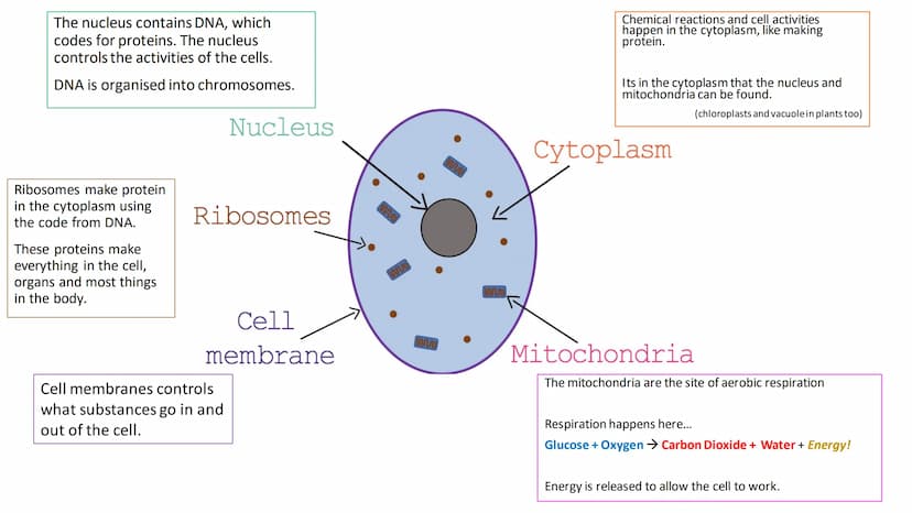 C/W
Spec points:
B5.1a
B5.1b
B5: Introduction to Genetics 1 + 2
explain the following terms: gamete, chromosome,
gene, allele/variant, domin