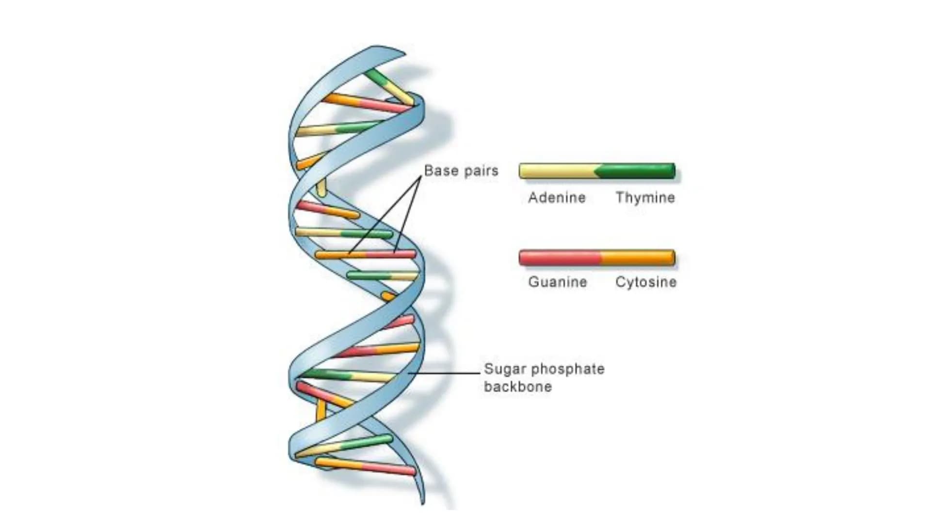 C/W
Spec points:
B5.1a
B5.1b
B5: Introduction to Genetics 1 + 2
explain the following terms: gamete, chromosome,
gene, allele/variant, domin