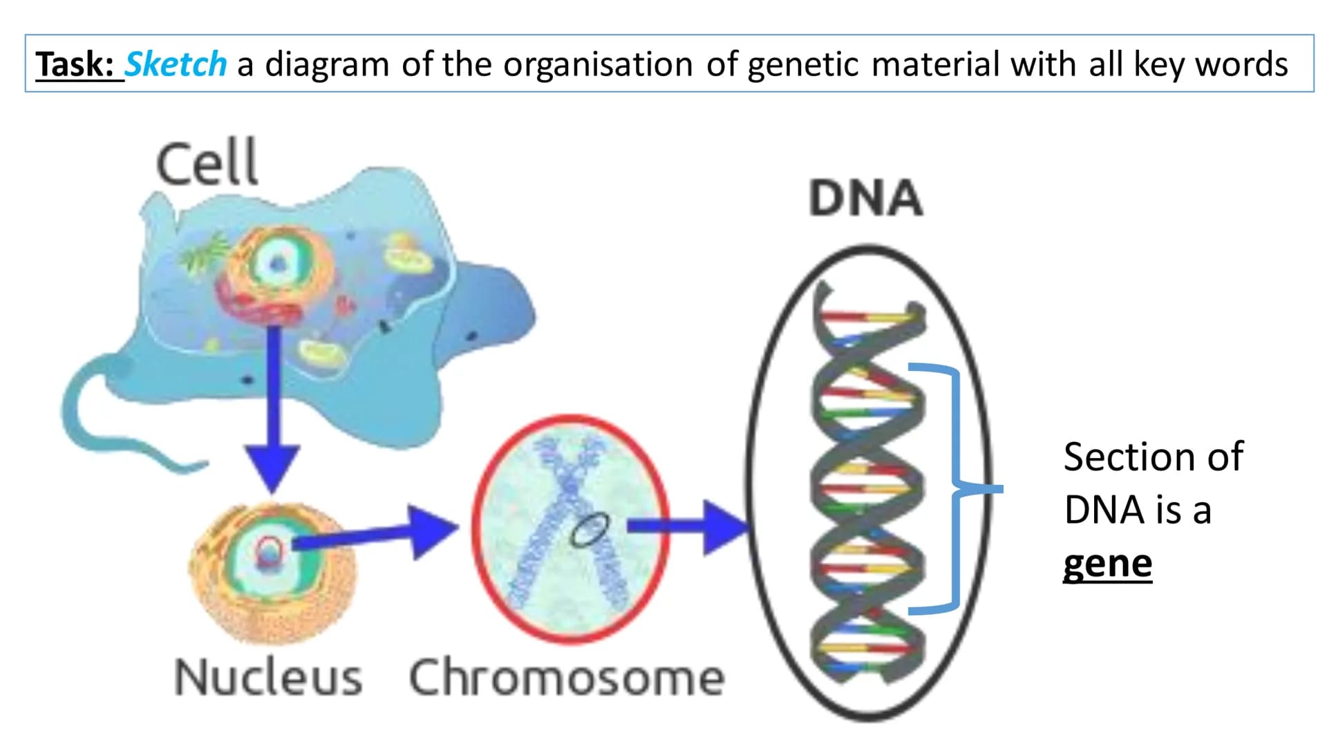 C/W
Spec points:
B5.1a
B5.1b
B5: Introduction to Genetics 1 + 2
explain the following terms: gamete, chromosome,
gene, allele/variant, domin