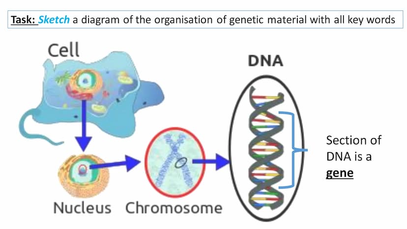 C/W
Spec points:
B5.1a
B5.1b
B5: Introduction to Genetics 1 + 2
explain the following terms: gamete, chromosome,
gene, allele/variant, domin