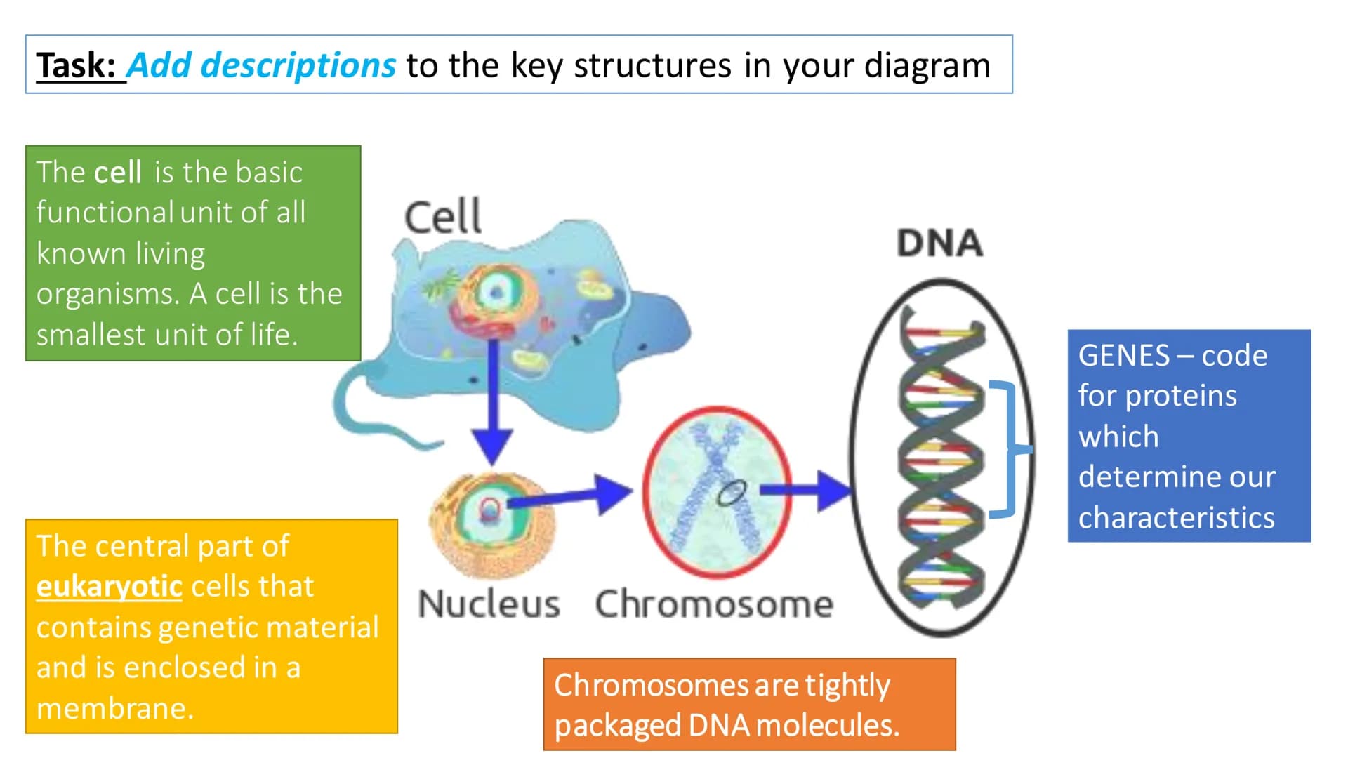 C/W
Spec points:
B5.1a
B5.1b
B5: Introduction to Genetics 1 + 2
explain the following terms: gamete, chromosome,
gene, allele/variant, domin