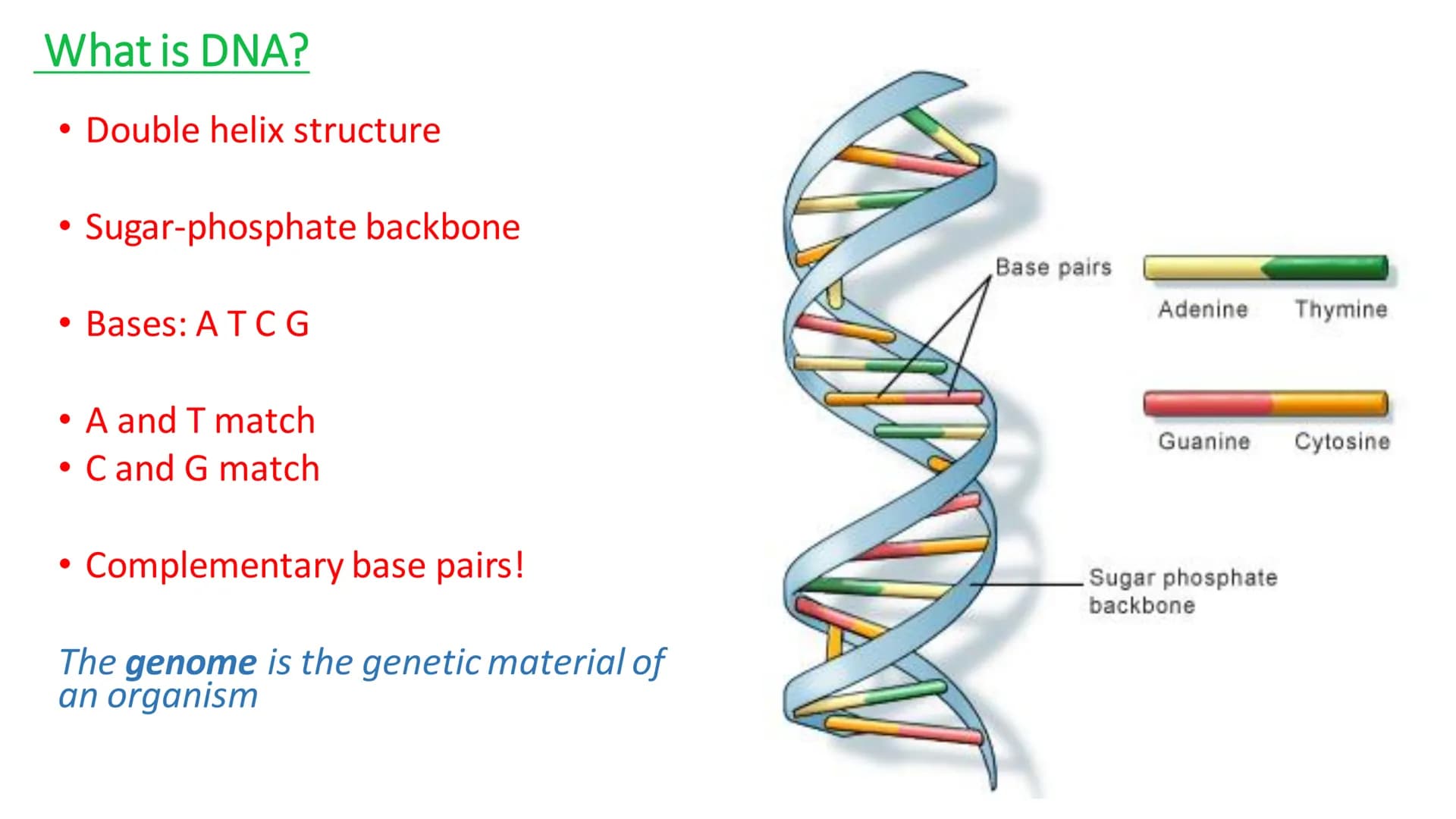 C/W
Spec points:
B5.1a
B5.1b
B5: Introduction to Genetics 1 + 2
explain the following terms: gamete, chromosome,
gene, allele/variant, domin