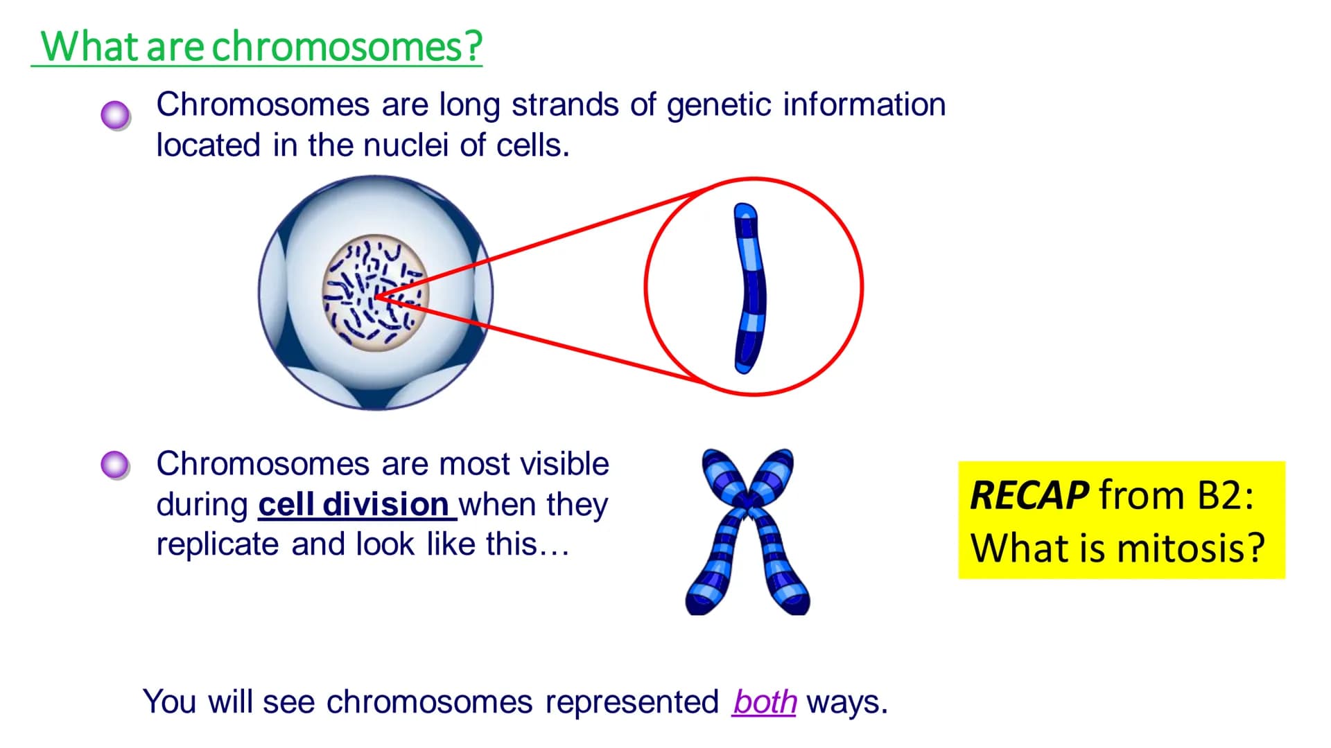 C/W
Spec points:
B5.1a
B5.1b
B5: Introduction to Genetics 1 + 2
explain the following terms: gamete, chromosome,
gene, allele/variant, domin