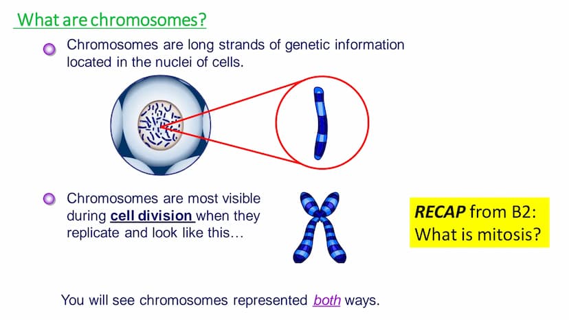 C/W
Spec points:
B5.1a
B5.1b
B5: Introduction to Genetics 1 + 2
explain the following terms: gamete, chromosome,
gene, allele/variant, domin