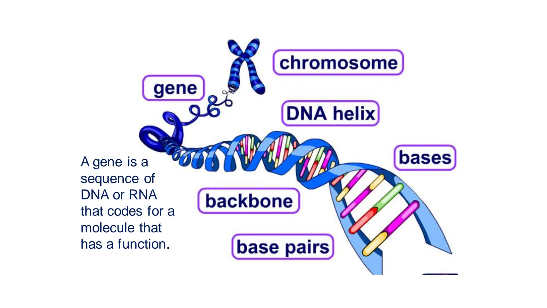 C/W
Spec points:
B5.1a
B5.1b
B5: Introduction to Genetics 1 + 2
explain the following terms: gamete, chromosome,
gene, allele/variant, domin