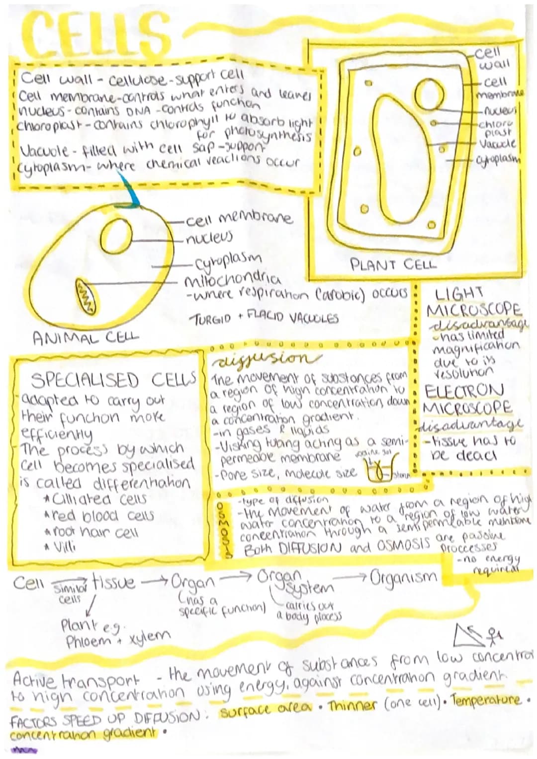 3รวจ ก
Biology Unit
APPAR CELLS
Cell wall-cellulose-support cell
Cell membrane-controls what enters and leaves
nudeus-contains DNA -Contras 