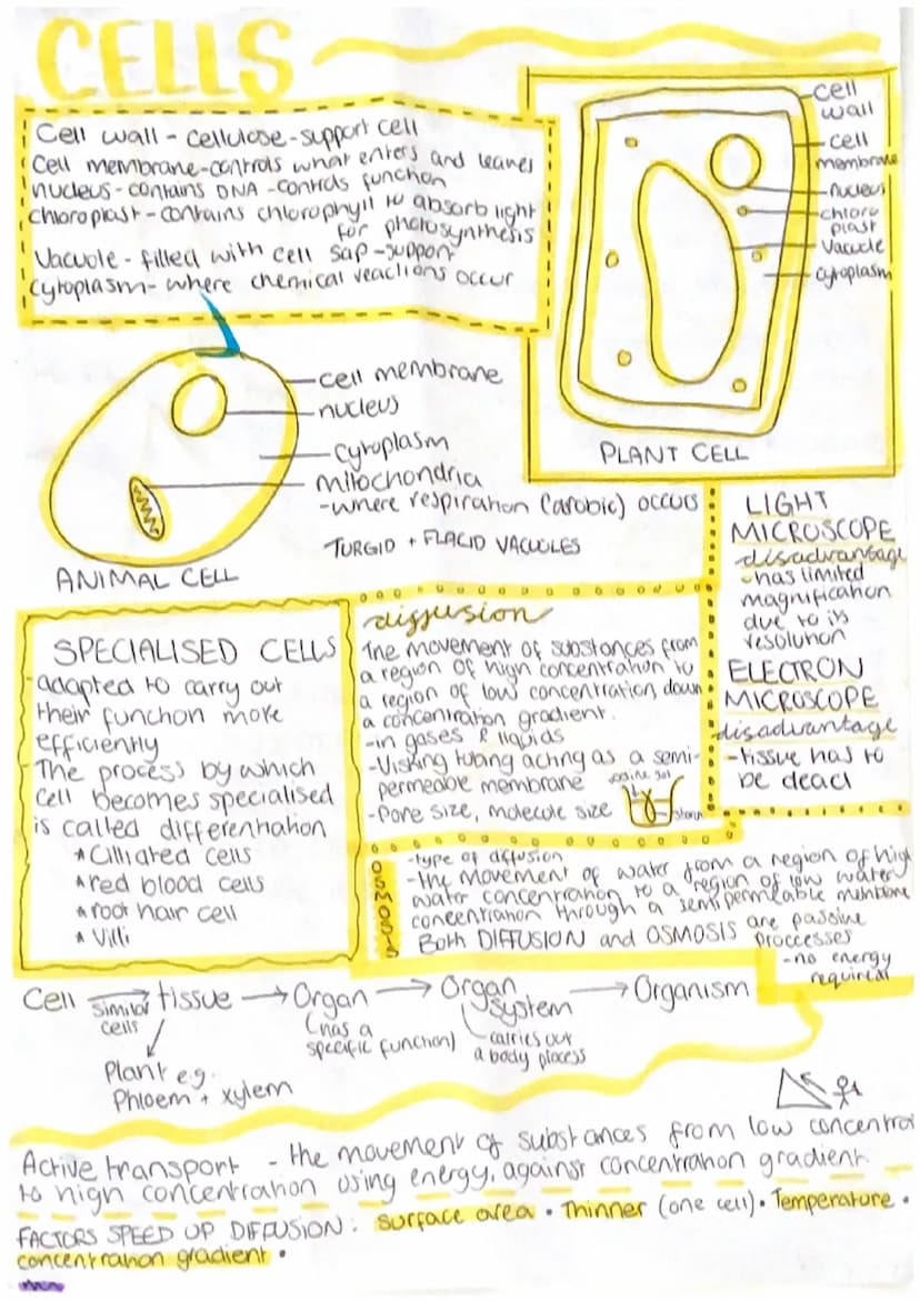 3รวจ ก
Biology Unit
APPAR CELLS
Cell wall-cellulose-support cell
Cell membrane-controls what enters and leaves
nudeus-contains DNA -Contras 