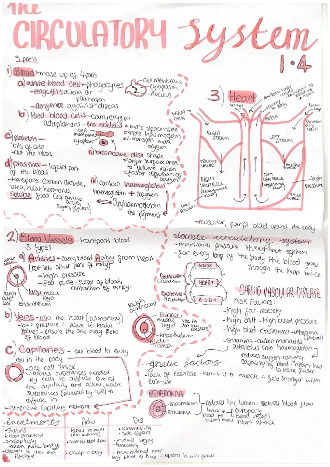 3รวจ ก
Biology Unit
APPAR CELLS
Cell wall-cellulose-support cell
Cell membrane-controls what enters and leaves
nudeus-contains DNA -Contras 
