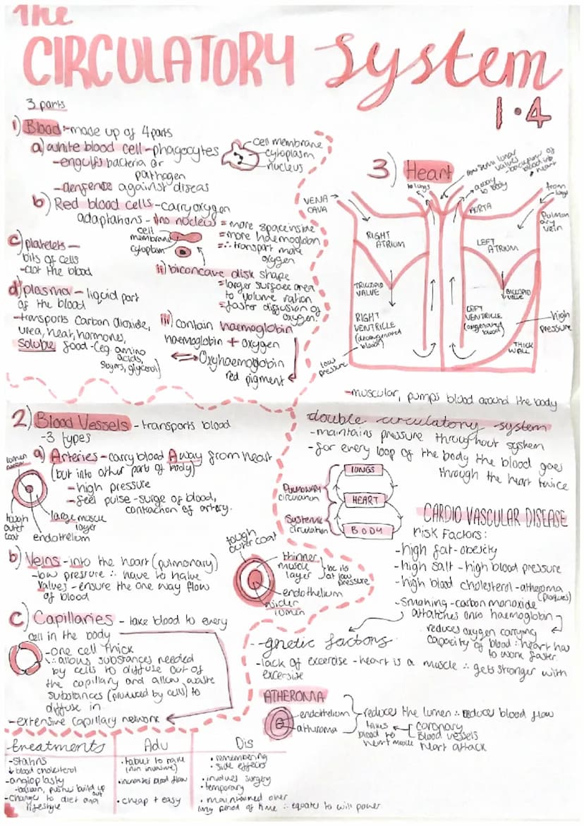 3รวจ ก
Biology Unit
APPAR CELLS
Cell wall-cellulose-support cell
Cell membrane-controls what enters and leaves
nudeus-contains DNA -Contras 