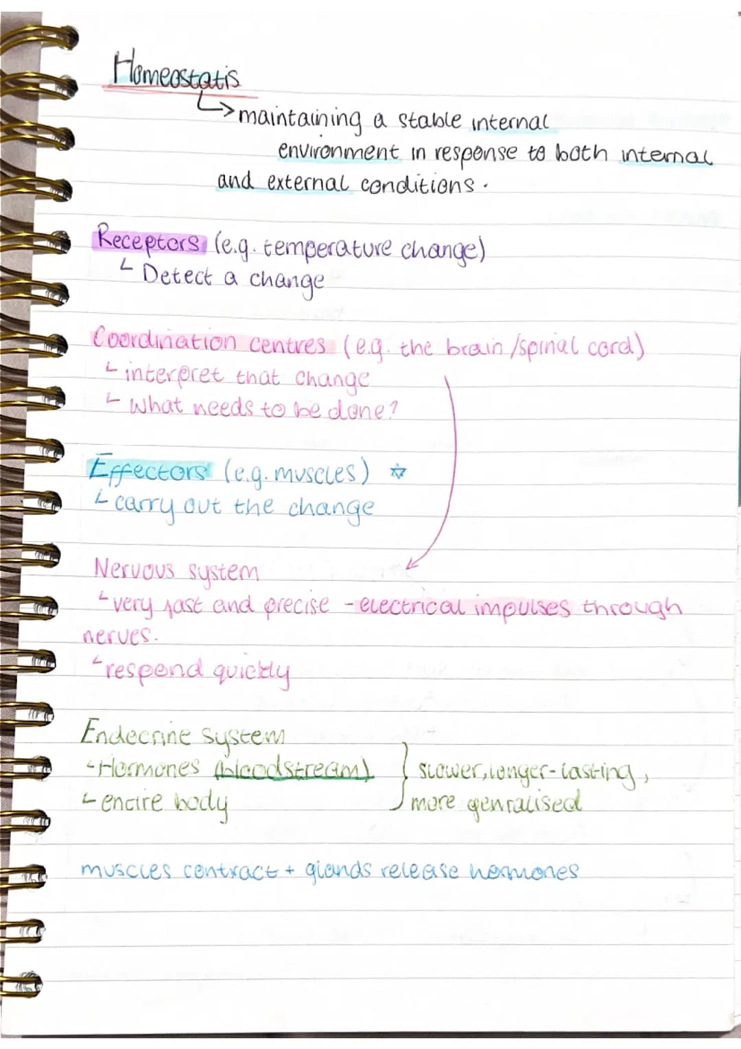 B5 - Homeostasis And Response GCSE AQA revision notes 