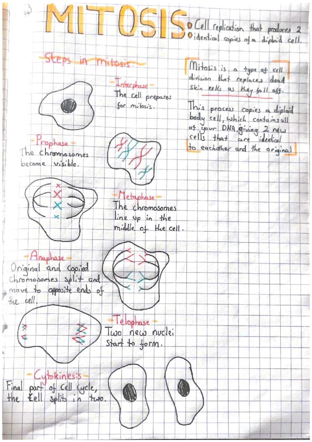 mitosis