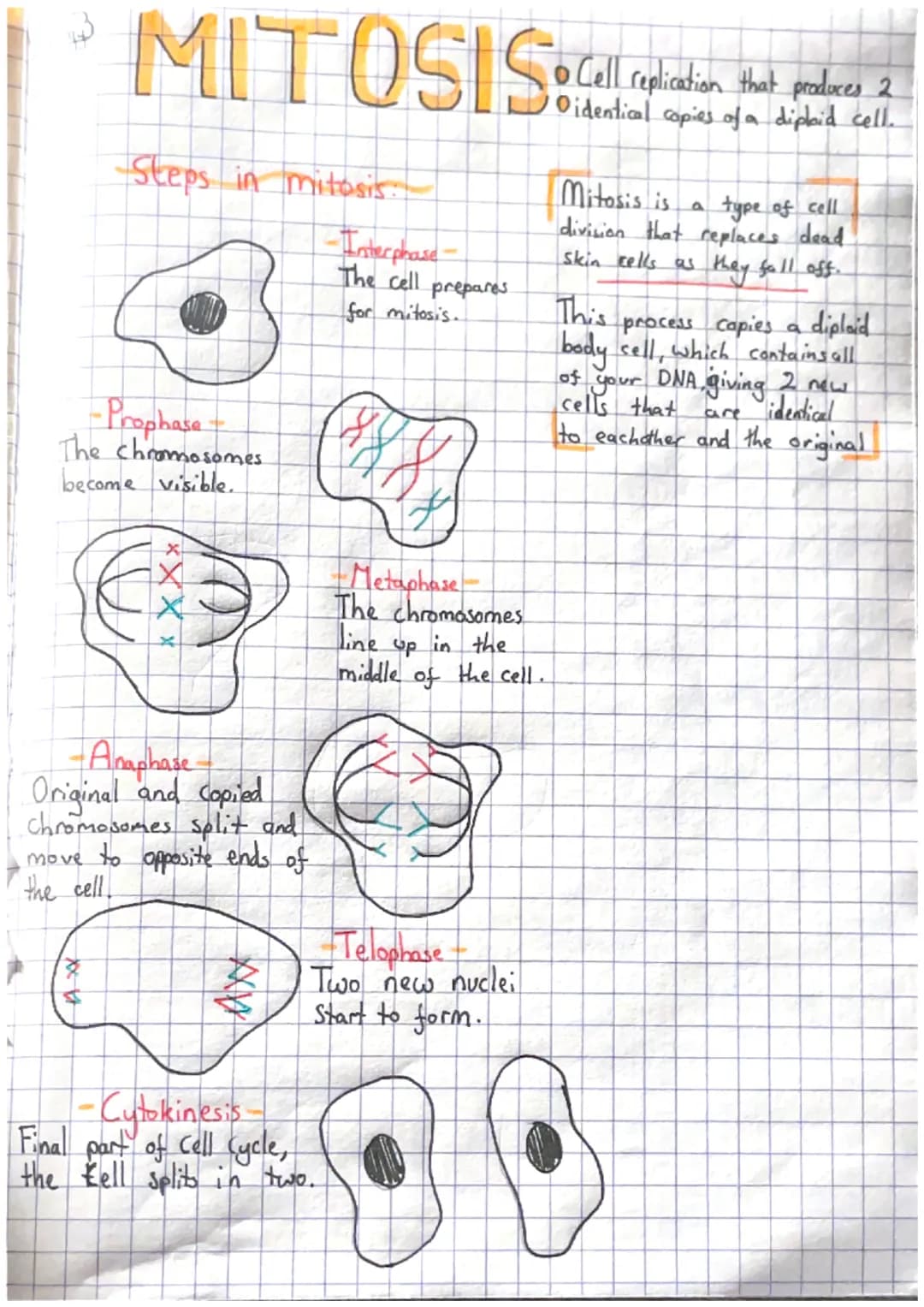 MITOSIS
-Steps in mitosis..
HOD
-Prophase-
The chromosomes
become visible.
X XXX,
-Anaphase
Original and copied
Chromosomes split and
move t