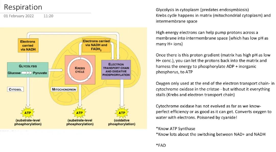 Respiration notes (KREBS cycle etc) A Level Biology
