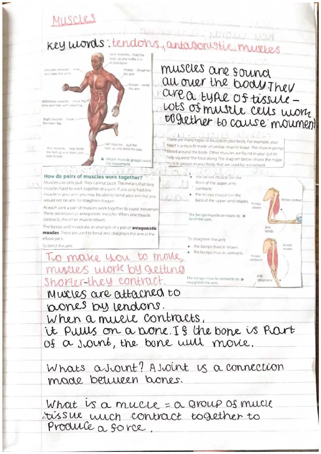 How Do Antagonistic Muscles Work? Learn About Tendons and the Human Skeleton