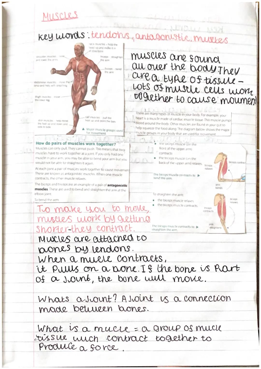 Muscles
Key words: tendons, antagonistic, muscles.
bwaps-tend
A Major muscle groups used
for movement
At each joint a pair of muscles work t