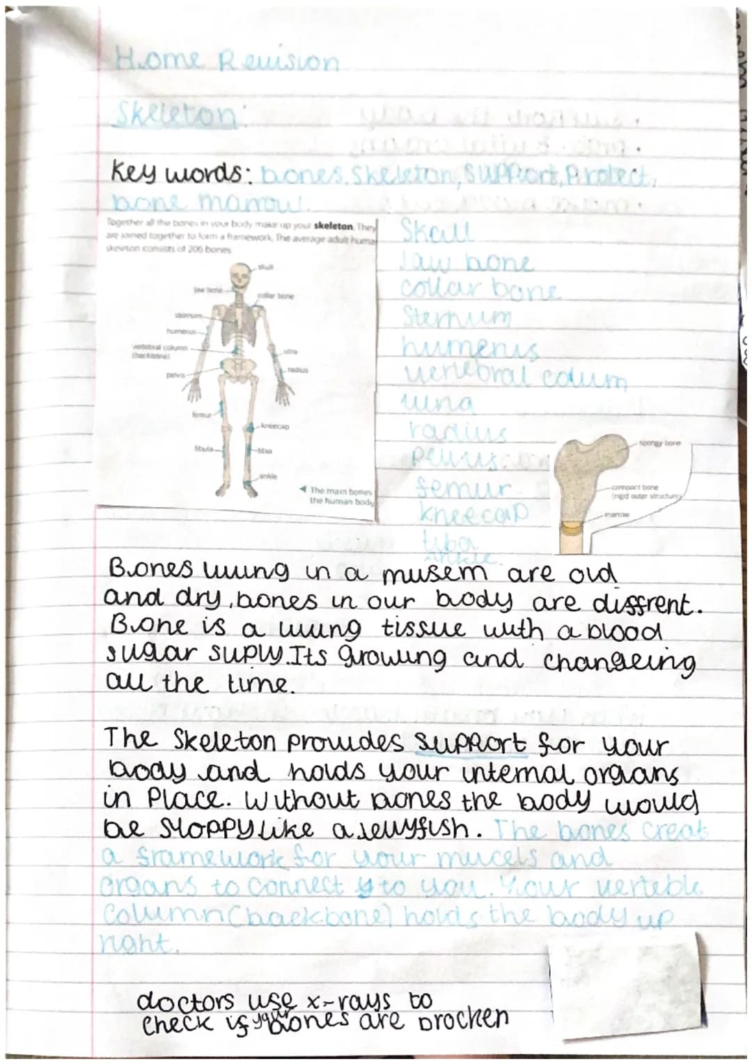 Muscles
Key words: tendons, antagonistic, muscles.
bwaps-tend
A Major muscle groups used
for movement
At each joint a pair of muscles work t