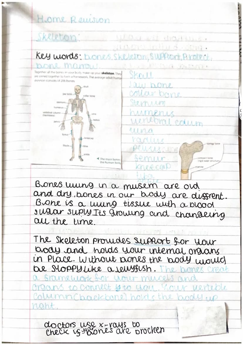 Muscles
Key words: tendons, antagonistic, muscles.
bwaps-tend
A Major muscle groups used
for movement
At each joint a pair of muscles work t