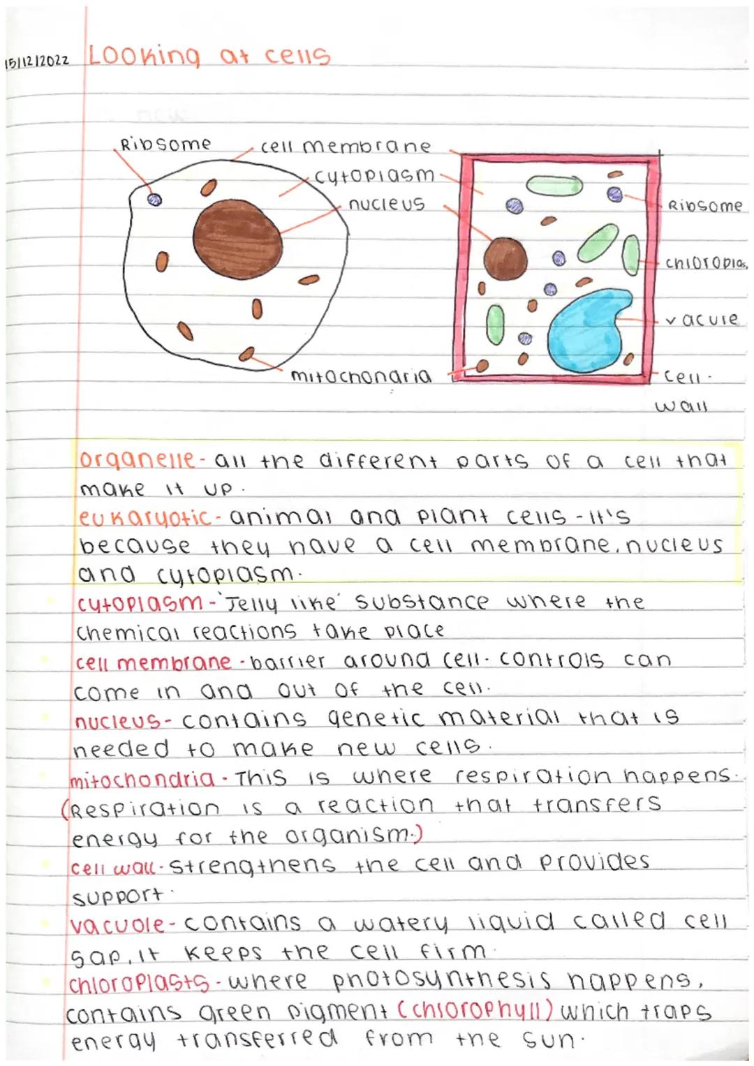 15/12/2022
Looking at cells.
Ribsome
cell membrane
·cytoplasm.
nucleus
mitochondria
Ribsome
chloropias,
cytoplasm-Jelly like substance where