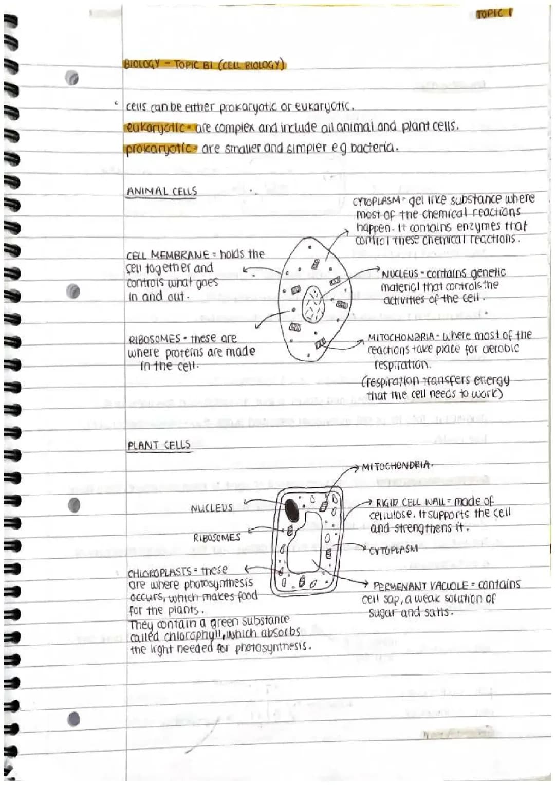 Cell Biology Study Notes: Free PDF Download for GCSE and B.Sc