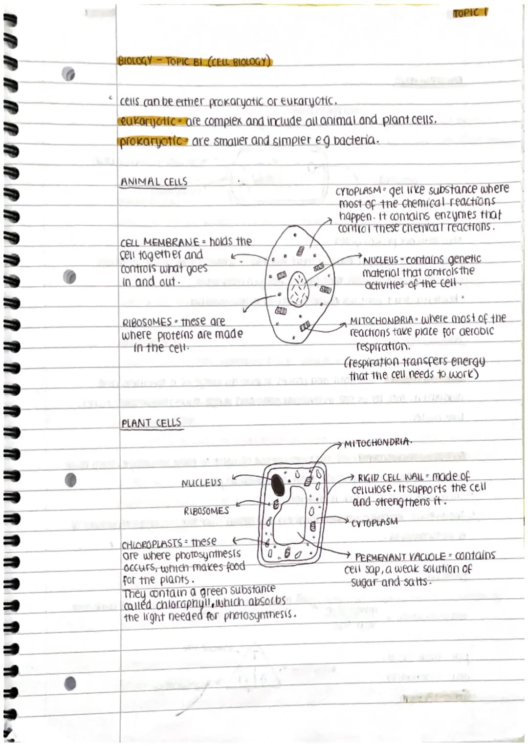 
<h2 id="prokaryoticandeukaryoticcells">Prokaryotic and Eukaryotic Cells</h2>
<p>Cells can be either prokaryotic or eukaryotic. Prokaryotic 