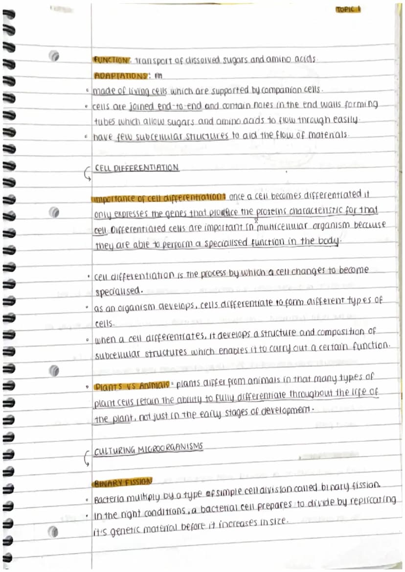 
<h2 id="prokaryoticandeukaryoticcells">Prokaryotic and Eukaryotic Cells</h2>
<p>Cells can be either prokaryotic or eukaryotic. Prokaryotic 