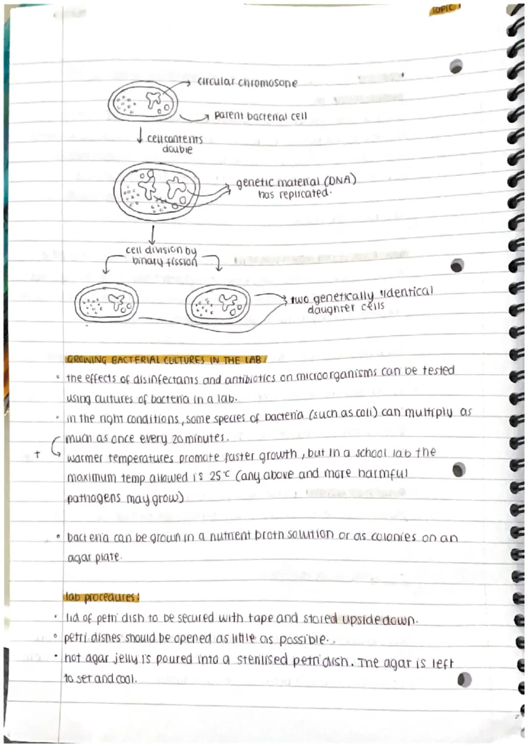 
<h2 id="prokaryoticandeukaryoticcells">Prokaryotic and Eukaryotic Cells</h2>
<p>Cells can be either prokaryotic or eukaryotic. Prokaryotic 